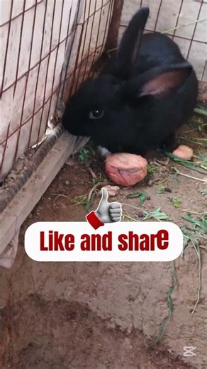 quyonlarga paho beramiz