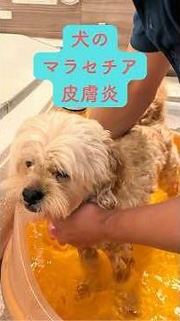 犬のマラセチア皮膚炎とは？症状と対策をご紹介#shorts#ペキプー#犬#いぬ#犬のいる暮らし#愛犬#dog#犬動画#癒し#かわいい#可愛い#犬のいる生活#いぬのいる生活#doglover#癒される