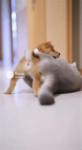 狗狗小時候VS長大後…🐱：你只是長大了 不是變強了🤣網友：以為是逆襲，結果是續集😂 最萌成長對比 #狗狗 #成長 #寵物