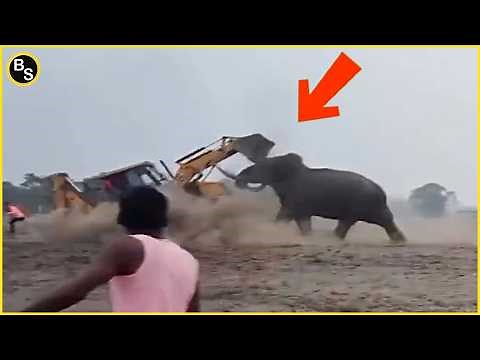You Won’t Believe What Happens When Elephants Get Mad!