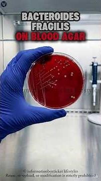 Bacteroides fragilis on Blood Agar | Colony Morphology & Identification 🔬 #microbiologylab