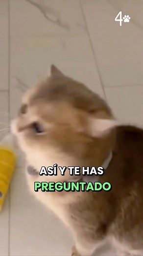 ⚠️ Sabes lo que significa cada maullido de tu gatito? #gato #gatosendogato #gatofofo #gatobranco #gatopersa #gatofeliz #gatolindo #gatonegro #gatoinfluencer #gatomania #gatoespañol #gatos #gatosendogato #gatosespaña #gatossendogatos #gatosdelmundo #gatosfofos #gatosdeportugal #gatosmexico #mascotas #mascotasfelices #mascotasdeinstagram #mascotasadorables #mascotasespaña #mascotasmexico | 4 Patas