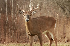 New Michigan bill proposes increase to hunting, fishing license fees