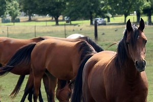 Livestock & Poultry Programs