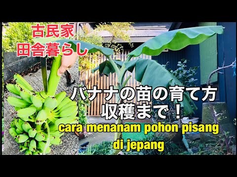 バナナの苗の育て方・バナナの木の育て方収穫まで・古民家暮らし・How to grow banana trees, how to plant bananas・pohon pisang di jepang