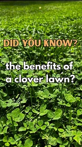 Did you know that a clover/turf grass mix lawn is a fantastic option? For so long clover has been considered a weed, BUT it has some fantastic properties that make it a great choice for a lawn. Here are some of the reasons we have transitioned from all fescue, to a clover/fescue mix: Clover lawns require less mowing and less water than most traditional turf grasses. Clover is drought tolerant and can stay green year-round. Turf grass typically needs an inch or more of water per week, while clove