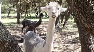 1K views · 67 reactions | -Llamas, are members of the camelid family,...