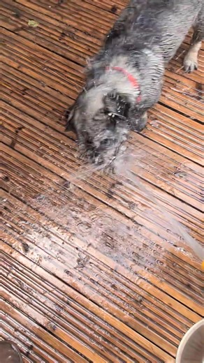 Splish splash 💦 Another one Sharon Enlighten 🤣 | Lisa Colby