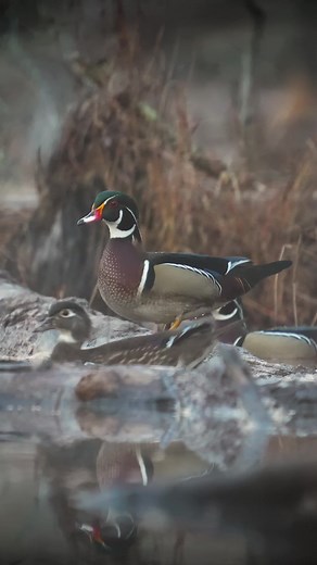 I think I found the wood duck community log 🪵 #ducks #waterfowl #duckhunting #woodduck #duckseason