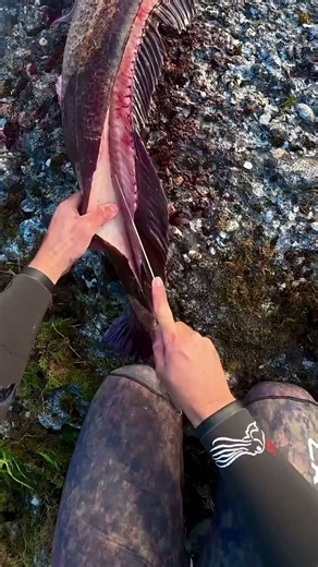 How to fillet a lingcod!