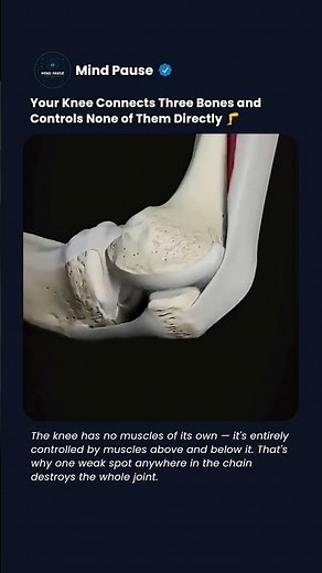 How your knee actually works — and why it's the most injury-prone joint in the body #shorts #biology