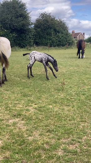 🥰.. More info contact ap@pnk.uk.com #pnkappaloosa #foals #appaloosa #appaloosas #foalsforsale #appaloosaforsale #appaloosastallion #appaloosafoalforsale #pnk_appaloosa #horse #sportshorse | PNK Appaloosa