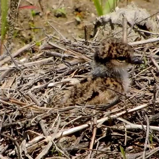 ケリの孵化雛 初めての一歩 TT