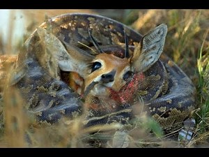 Python vs Deer - #Top10 Wild Nature