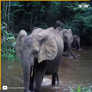 The African forest elephant Credit: Christian VIGNA [on YT] | Live Love Elephant