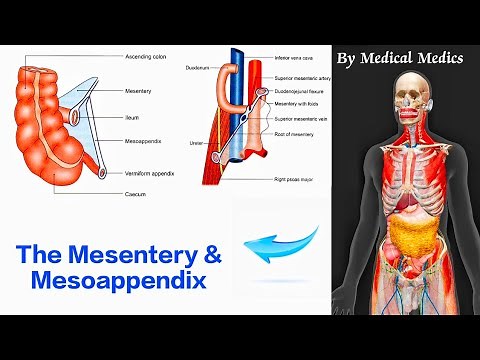 The Mesentery and Mesoappendix | Attachments and Contents | Medical Medics