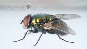 Here's how that annoying fly always dodges you