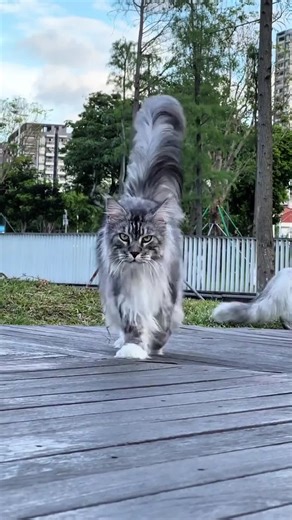 top 5 des races de chat les plus présentes en France #chat