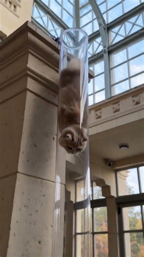 Lilac Golden Persian's Greenhouse Slide