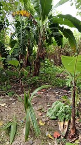 730K views · 9.6K reactions | PAAGYON MO KAMI KON INDE #ilonggovloger #fbviralreelsvideo #ForEntertainmentPurposesOnly #highlightseveryonefollowers #nocopyrightuntended | Rebenito Russel | Facebook