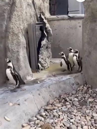 Humboldt penguins at the Calgary Zoo finally stepped back into the sunshine as spring temperatures arrived in Alberta. After a long winter, the birds – native to temperate parts of South America – were seen marching out into their outdoor habitat at the zoo’s Penguin Plunge exhibit. “There’s no sight that makes us honk with excitement more than watching these waddlers choose to move into the outdoor habitat,” the Calgary Zoo wrote when they posted the video posted on April 13.