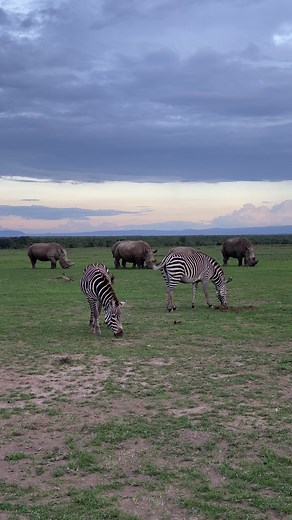 Can you notice anything unusual about these zebra? Our resident photographer Rio The Photographer has captured a unique sighting - a rare hybrid of the Grevy's zebra and the plains zebra. Interbreeding can occur due to overlapping habitats - when two different species occupy the same geographic area, they may come into contact and potentially mate, producing a hybrid offspring. Wondering how to tell the difference? The hybrid (on the right) has a white underbelly and large ears reminiscent of a 