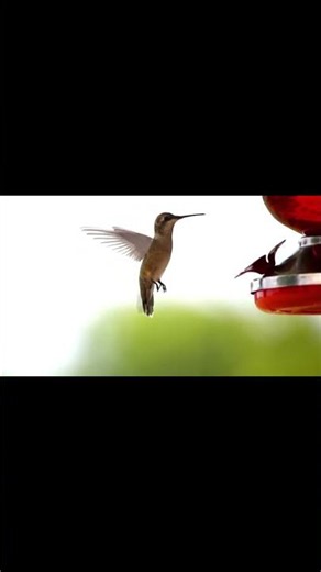 You Won't Believe This Sound Comes From Nature!