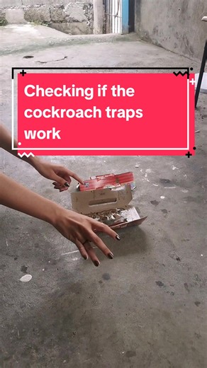 Do Cockroach Traps Really Work? Find Out Now!