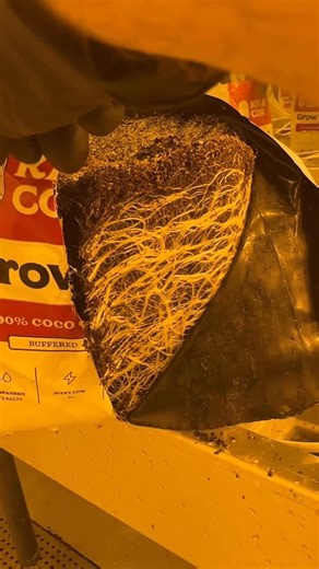 Cannabis Cultivation Instructions (CCI) on Instagram: "⚡️⚡️Root Check!⚡️⚡️ Look at them pearly whites! 👀🦷👀🦷👀 This pic is from one of our 6 week old mom plants. These white and healthy roots are one of the main reasons we only keep our moms for 6 weeks. 🎯💯🌱 The longer you keep a mom plant alive the harder it will be to maintain a super healthy root zone…then leading to pythium and fusarium which then trigger HLVd. And that’s the domino effect that will take you out faster than you would b