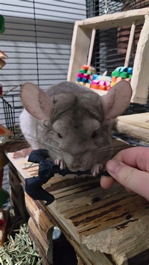 you're a wizard quarky