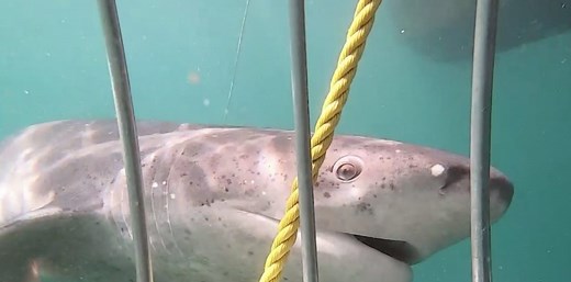 Back in 2012, False Bay, Cape Town, recorded 47 shark predations in a single day. But for more than a year now, nobody there has recorded a great white. Not one. The great whites of False Bay have vanished. https://cnn.it/2MU9mwU | CNN Replay