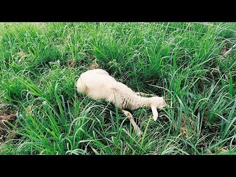 Sheep CAN’T keep Fainting like this.