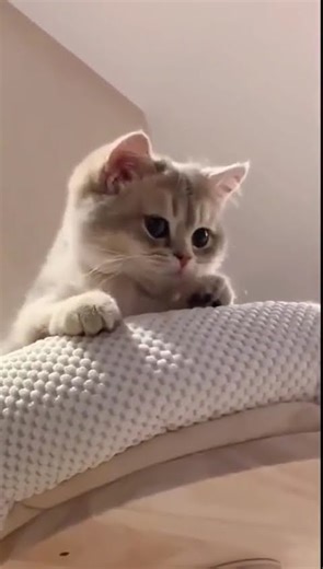 CAT BEHAVİORS .EXE HAS STOPPED WORKING