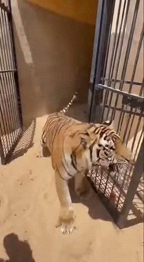 Tiger Gets Angry at Caretaker Over Late Feeding 😱 | देर से खाना मिलने पर केयरटेकर पर टाइगर का गुस्सा