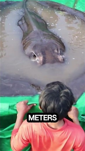 The Worlds LARGEST Stingray