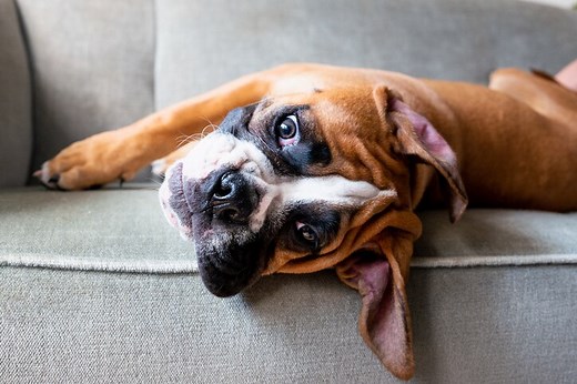 Reverse Sneezing in Dogs: Causes and What to Do | PetMD