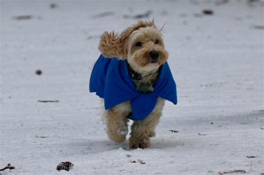 ‘Slight chance’ of snow appears in next week’s Portland forecast