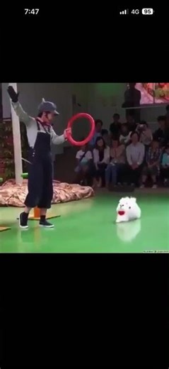 Acromeow - Deep Physics Calculator #cat #cats