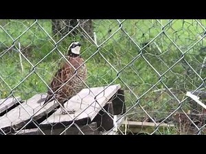 Bobwhite Quail Calling