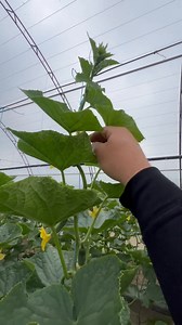 42K views · 386 reactions | #garden #farming #harvest #agriculture #tools #automobile #diy #tomato #gardening | Bee becca | Facebook