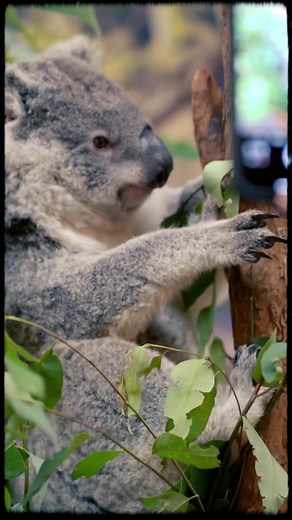 Our final night in Australia 🇦🇺 Thank you for having us, and we’ll be back a lot sooner next time! #SlowDreamTour #MatchboxTwenty #fyp #mb20 #WheretheLightGoes #matchbox20 #Australia #Brisbane