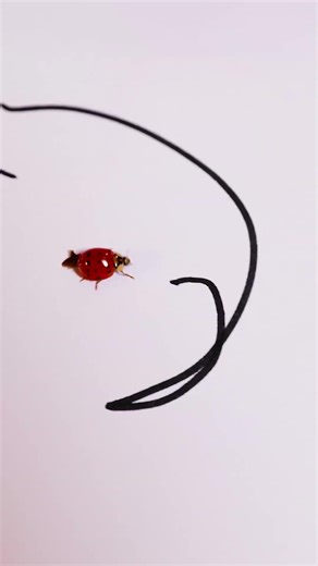 🐞 Embark on a Whimsical Ladybug Adventure! 🌈🎨