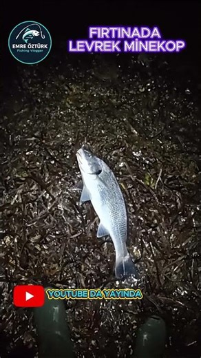 Sea Bass, Grouper, and Bream Caught in the Storm #fishing #ayvalik #seabass #surfcasting