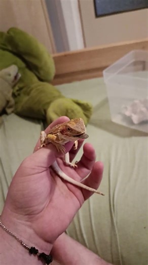 Napoleonovo první saranče #music #slowedandreverb #slowed #beardeddragon #lizard #pet