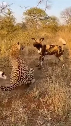 Wild dog 🐕 vs Leopard 🐆… The Fight Gets Crazy! 🐕🔥🐆 #shorts #animals #wildlife