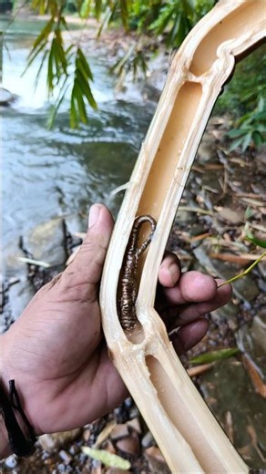 Pring Petuk bamboo that can flow against the current with a powerful relic inside #mystical #vira...