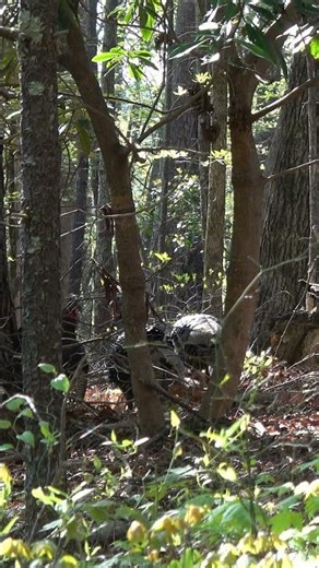 Wild Turkey Brawl - A Group of Fighting Jakes #wildlife #outdoors #birds #turkeys #hunting