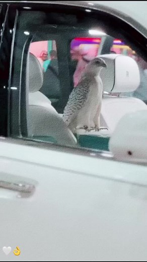 ‏#شيلات #خالد_ال_بريك #اكسبلور #ترند #اكسبلور