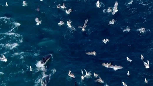Watch: Dolphins and seagulls fight for food off Malibu coast