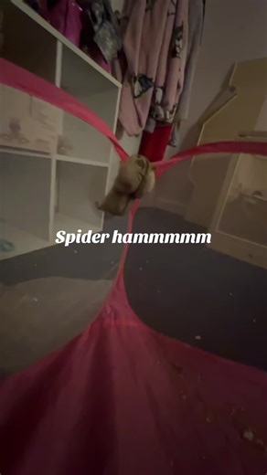 Adventurous Spider Hamster Climbing High